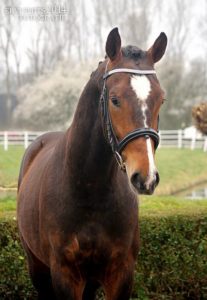 Golden Wonder KMK Jonge hengst Wonderboy
