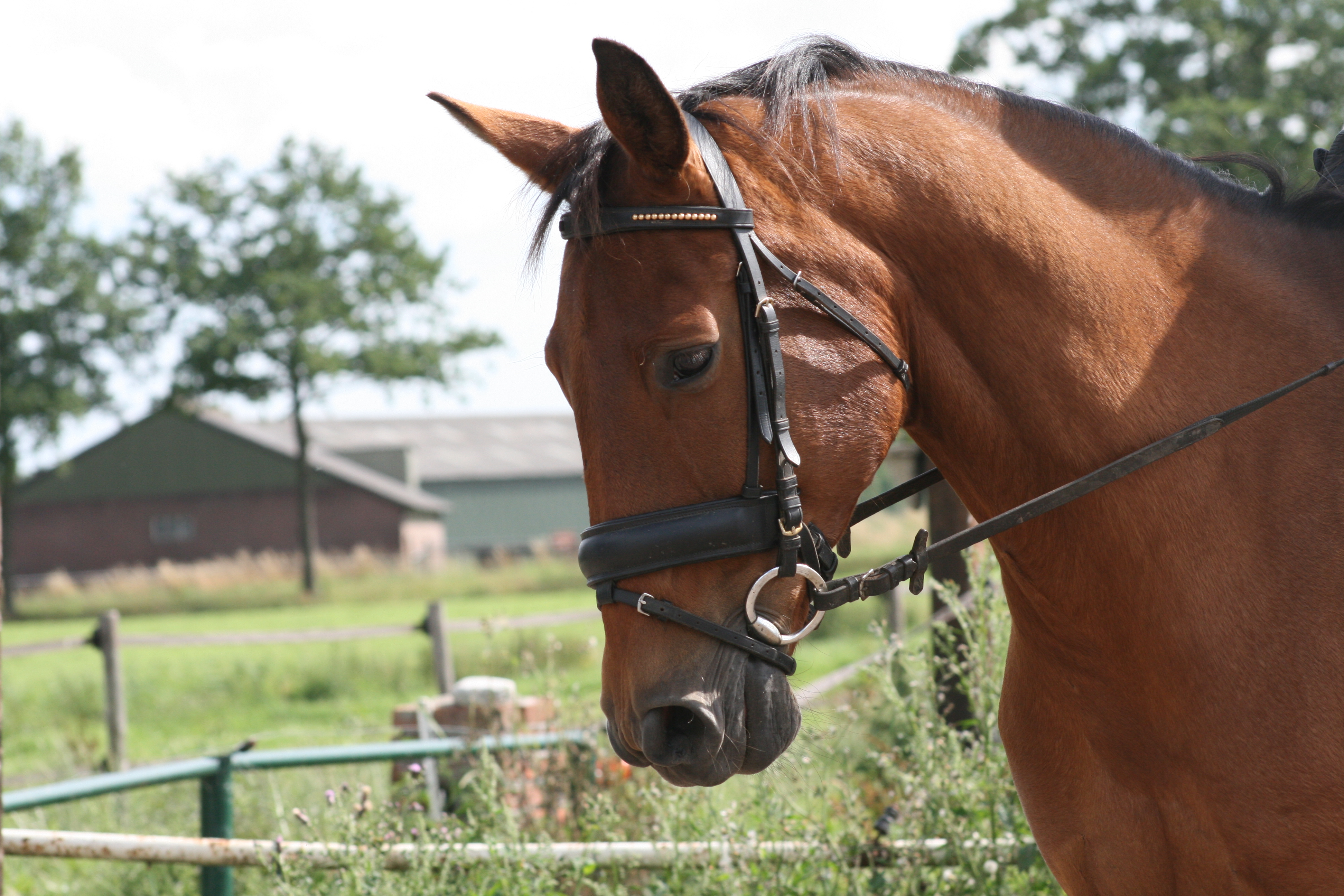 © Isa Fotografie een van onze oudste paarden Pritty