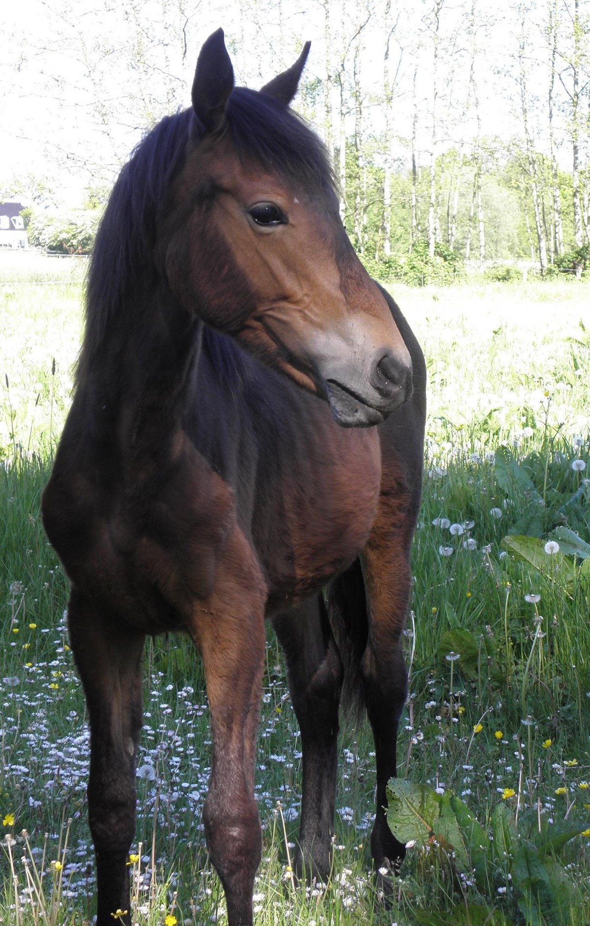 Dancer 1 jaar oud Dancer 1 jaar oud