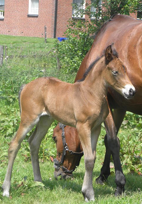 Dancer pasgeboren Dancer pasgeboren